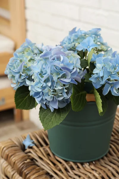 Beautiful Blooming Blue Hortensia Bucket Wicker Table Indoors — Stock Photo, Image