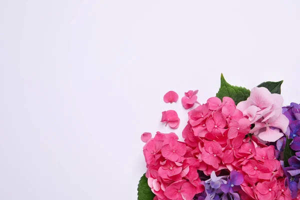 Prachtige Hortensia Bloemen Witte Achtergrond Plat Gelegd Ruimte Voor Tekst — Stockfoto