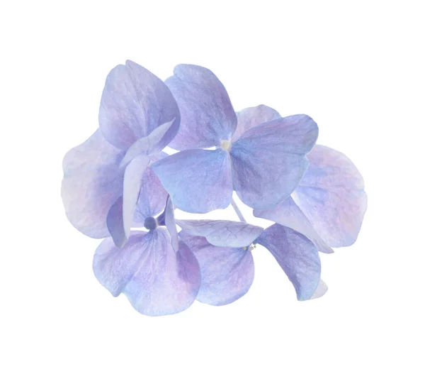 Belles Fleurs Plantes Hortensia Bleu Clair Sur Fond Blanc — Photo