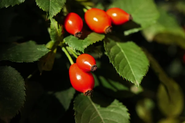 Rose Hip Bush Ripe Red Berries Outdoors Closeup — Stock Photo, Image