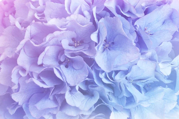 아름다운 꽃봉오리가 텐시아 파스텔 색으로 염색하다 — 스톡 사진