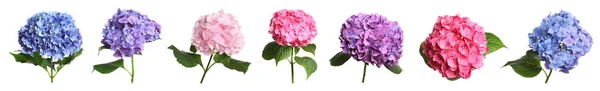 Conjunto Com Delicadas Belas Flores Hortensia Fundo Branco Design Banner — Fotografia de Stock