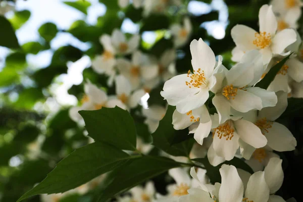 Bel Arbuste Jasmin Blanc Fleuri Extérieur Gros Plan Espace Pour — Photo