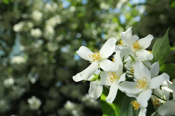 Beautiful Blooming White Jasmine Shrub Outdoors Closeup Space Text — Stock Photo, Image