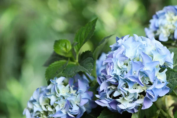 Bonita Planta Hortensia Com Flores Azuis Claras Livre Close — Fotografia de Stock