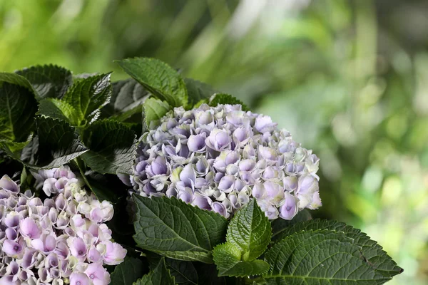 Bonita Planta Hortensia Com Flores Leves Livre Close — Fotografia de Stock