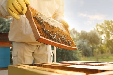 Arı kovanında bal çerçeveli üniformalı arıcı, yakın plan.