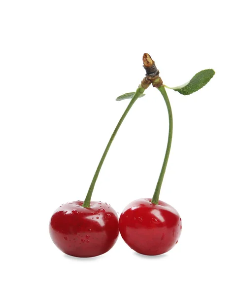 Fresh Ripe Cherries Water Drops White Background — Stock Photo, Image