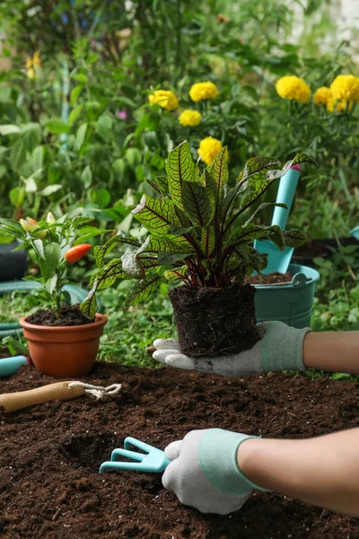 Kadın Bahçedeki Toprağa Bitki Naklediyor Yakın Plan — Stok fotoğraf