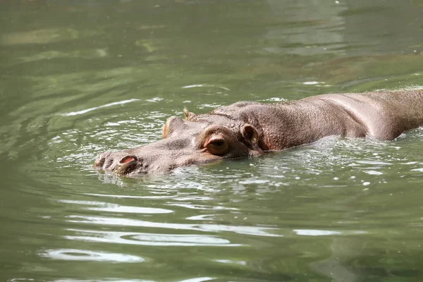 Μεγάλος Ιπποπόταμος Κολυμπά Στη Λίμνη Στο Ζωολογικό Κήπο — Φωτογραφία Αρχείου