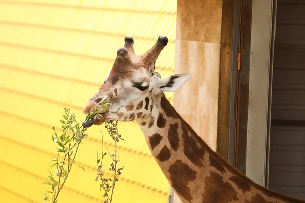 Hermosa Jirafa Rothschild Zoológico Animal Exótico — Foto de Stock