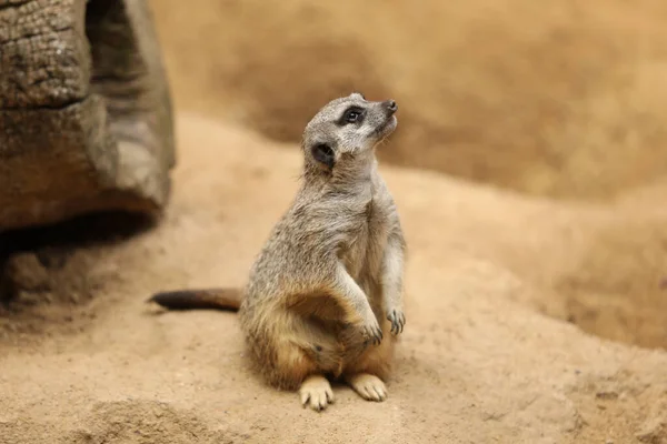 Jolie Suricate Dans Enceinte Zoo Animaux Exotiques — Photo