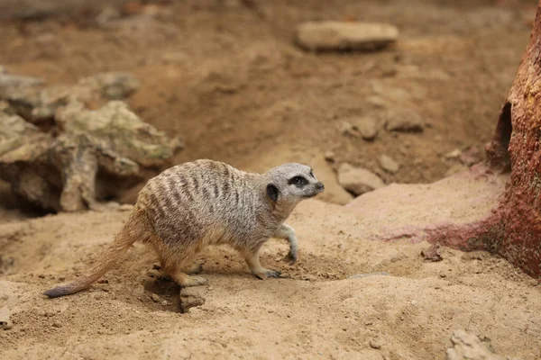 Jolie Suricate Dans Enceinte Zoo Animaux Exotiques — Photo