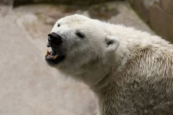 Beautiful Polar Bear Zoo Wild Animal — Stock Photo, Image