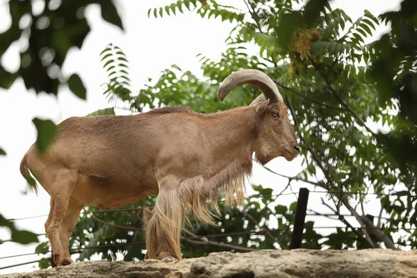 Piękne Ibex Ogrodzie Zoologicznym Dzikie Zwierzęta — Zdjęcie stockowe