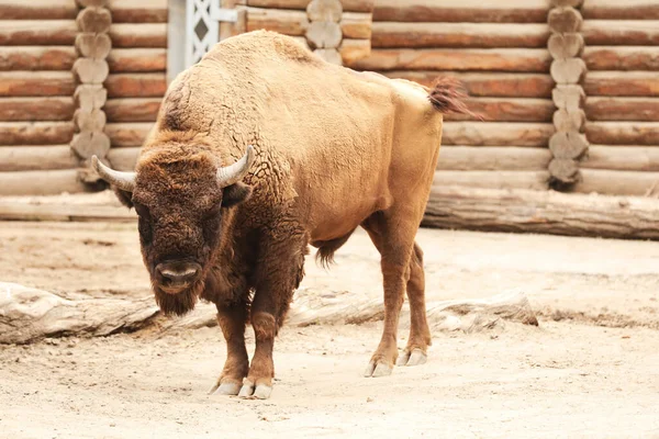 Bisonte Americano Recinto Zoológico Animais Selvagens — Fotografia de Stock