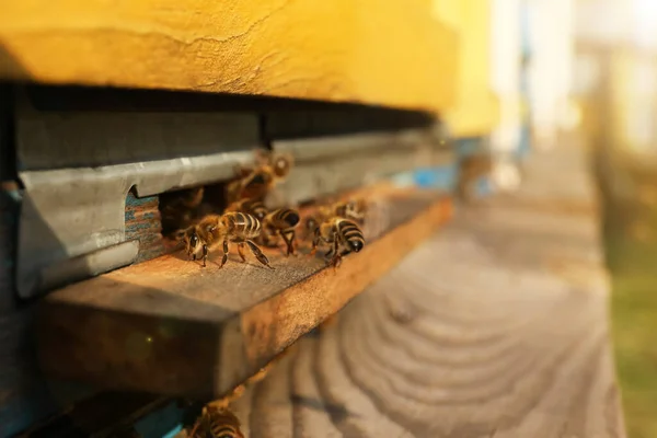 Vista Perto Colmeia Madeira Com Abelhas Dia Ensolarado — Fotografia de Stock