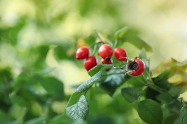 庭で熟した赤い果実を持つ股関節のブッシュをバラし クローズアップ — ストック写真