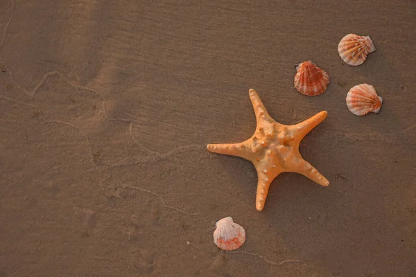 Krásná Mořská Hvězda Mušle Písku Pohled Shora — Stock fotografie