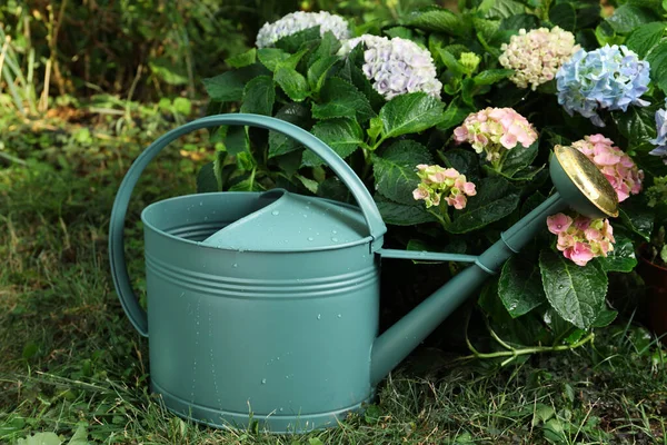 Bevattning Kan Nära Vackra Blommande Hortensia Växter Trädgården — Stockfoto