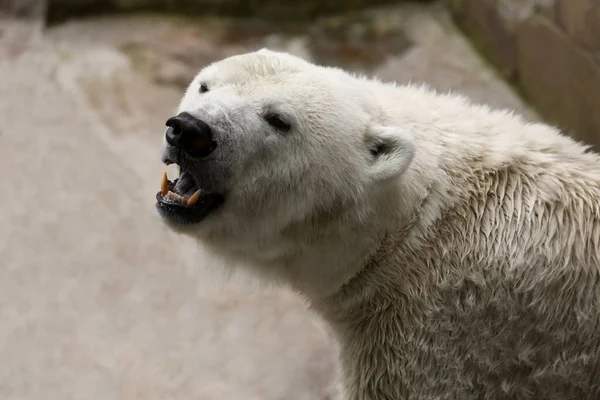 Mooie Ijsbeer Dierentuin Wilde Dieren Stockfoto