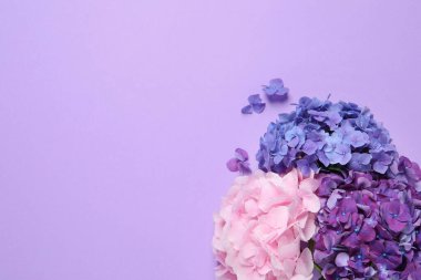 Menekşe arka planda güzel hortensiya çiçekleri, düz yatış. Metin için boşluk