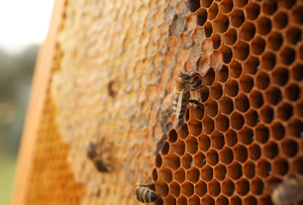 Detailní Pohled Rám Včelami Venku — Stock fotografie