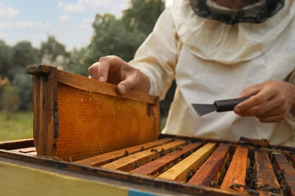 養蜂家で制服を着て蜂の巣から蜂蜜のフレームを取りますアピア クローズアップ — ストック写真