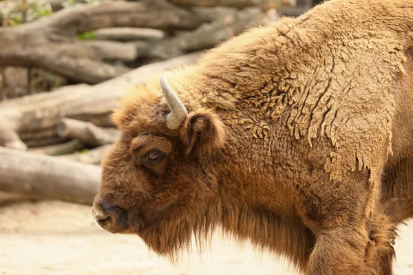 Американский Бизон Зоопарке Дикое Животное — стоковое фото