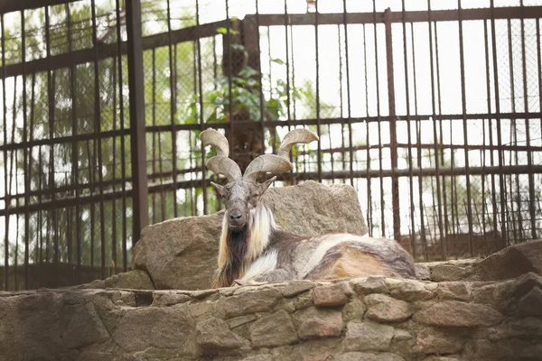 Belo Marcador Deitado Pedras Recinto Zoológico — Fotografia de Stock