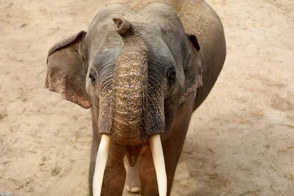 动物园圈养的美丽的大象 异族动物 — 图库照片
