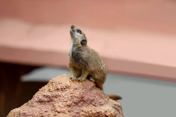 Jolie Suricate Dans Enceinte Zoo Animaux Exotiques — Photo