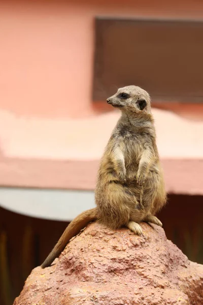 Jolie Suricate Dans Enceinte Zoo Animaux Exotiques — Photo