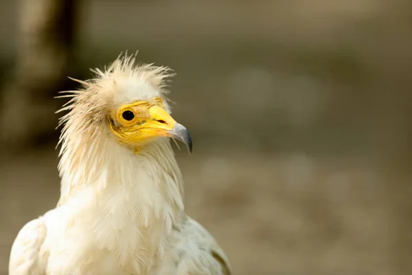 Belo Abutre Egípcio Recinto Zoológico Espaço Para Texto — Fotografia de Stock