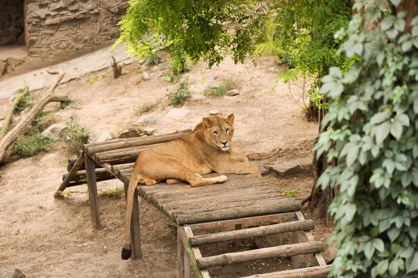 Young Lion Lying Zoo Enclosure Wild Animal — Stock Photo, Image
