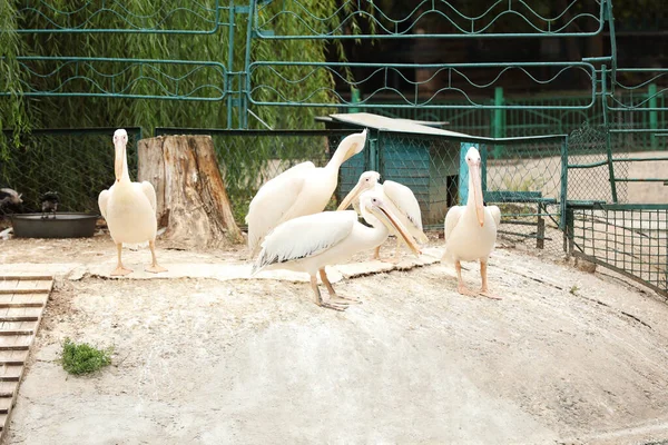 Beaux Pélicans Blancs Dans Enceinte Zoo Oiseaux Sauvages — Photo