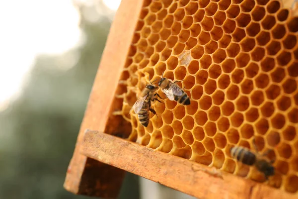 ミツバチと巣枠のクローズアップビュー屋外 — ストック写真