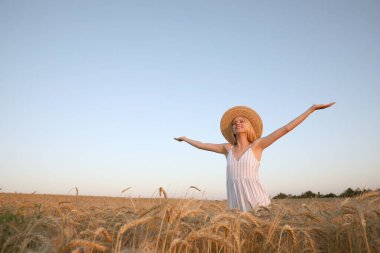 Olgun buğday tarlasında bir kadın. Metin için boşluk