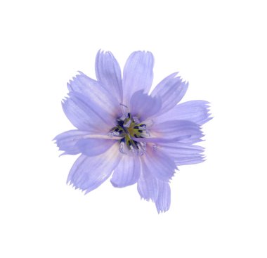 Güzel yumuşak hindiba çiçeği beyazda izole edilmiş.