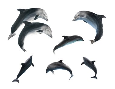 Beyaz arka planda güzel gri şişe burunlu yunuslar, kolaj