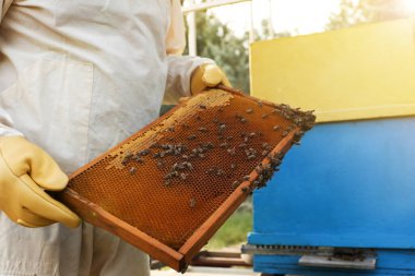 Arı kovanında bal çerçeveli üniformalı arıcı, yakın plan.