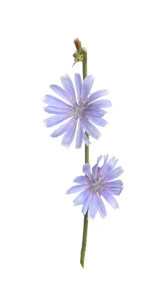 白い花に薄青の花が孤立した美しいチコリの植物 — ストック写真