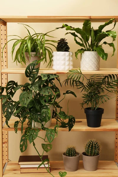 美しい観葉植物やベージュの壁の近くの棚ユニットの本 — ストック写真
