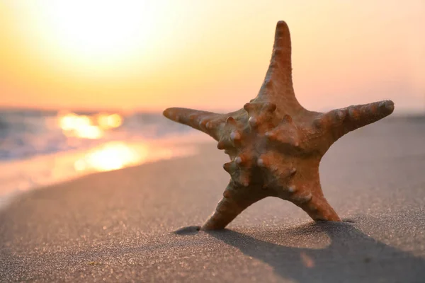 Beautiful Sea Star Sunlit Sand Sunset Space Text — Stock Photo, Image
