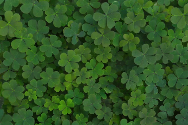 Horní Pohled Krásné Zelené Jetelové Listy — Stock fotografie