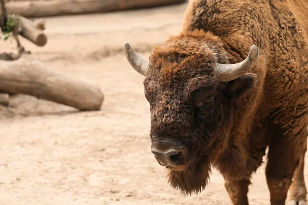 American Bison Zoo Enclosure Χώρος Για Κείμενο — Φωτογραφία Αρχείου