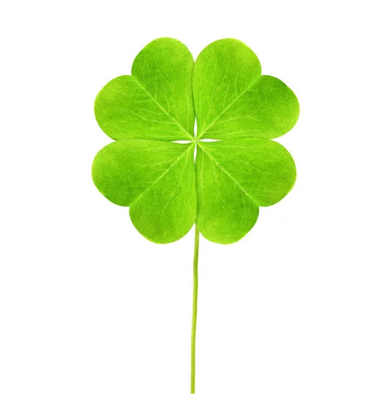 Fresh Green Four Leaf Clover White Background — Stock Photo, Image