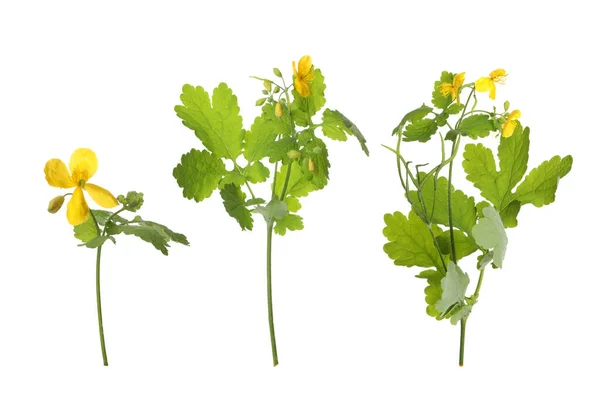 Celandine Xter Med Gula Blommor Och Grã Blad Vit Bakgrund — Stockfoto