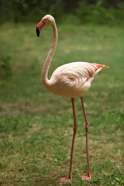 Magnifique Flamant Rose Zoo Oiseau Échassier — Photo