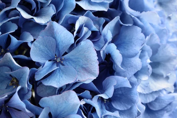 Bela Luz Azul Hortensia Flores Como Fundo Close — Fotografia de Stock